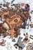 Hundreds of Beavers