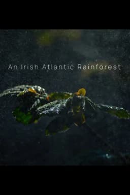 An Irish Atlantic Rainforest