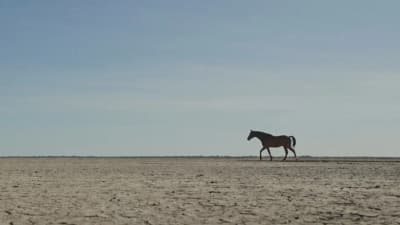Guided by Horses