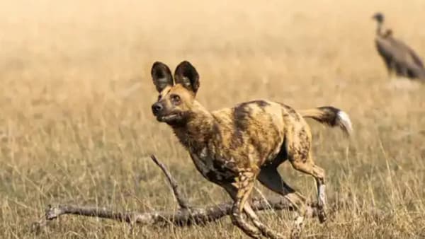 African Adventure: Safari in the Okavango