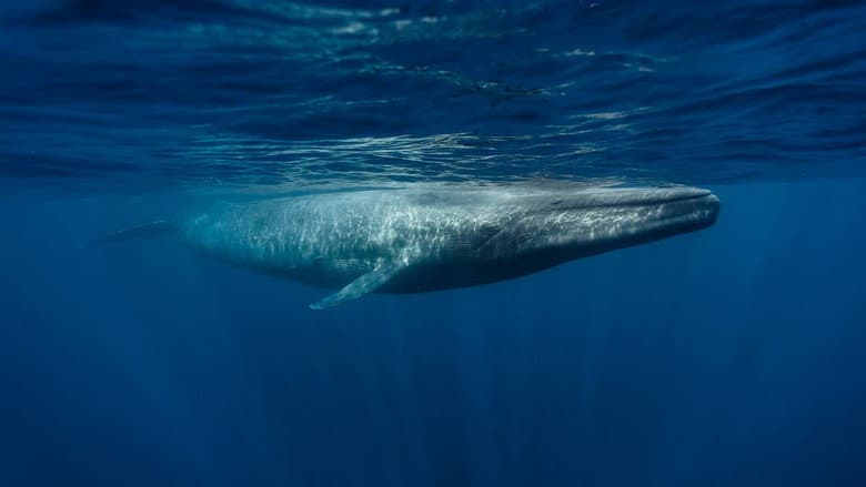 Le Retour Des Baleines A Bosse