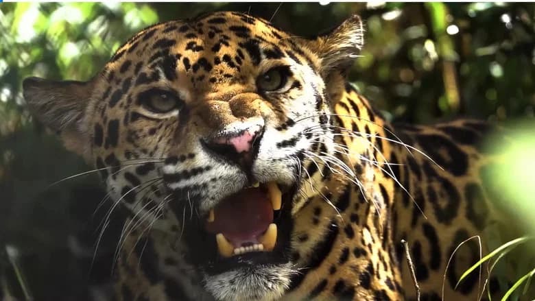 Expedition Artenschutz Auf Der Spur Des Jaguars