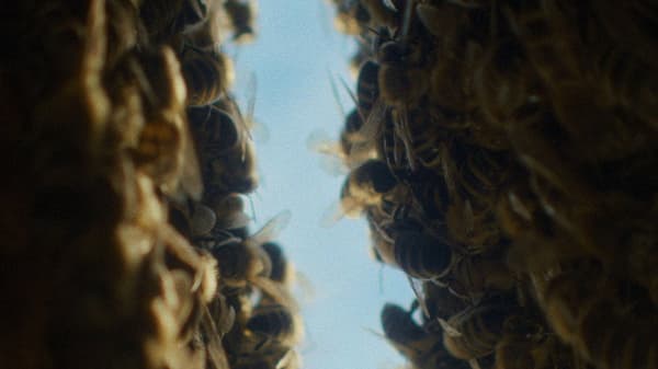 The Quiet Beekeeper