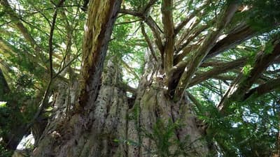 La Puissance De L Arbre Avec Ernst Zurcher