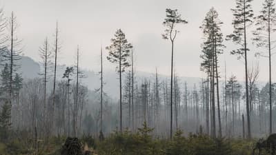 Das Kahle Herz Waldmenschen In Thuringen