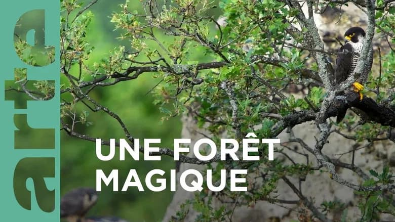 Au Coeur D Une Foret Magique